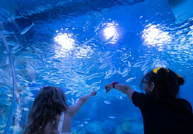 Emaar Aquarium And Underwater Zoo