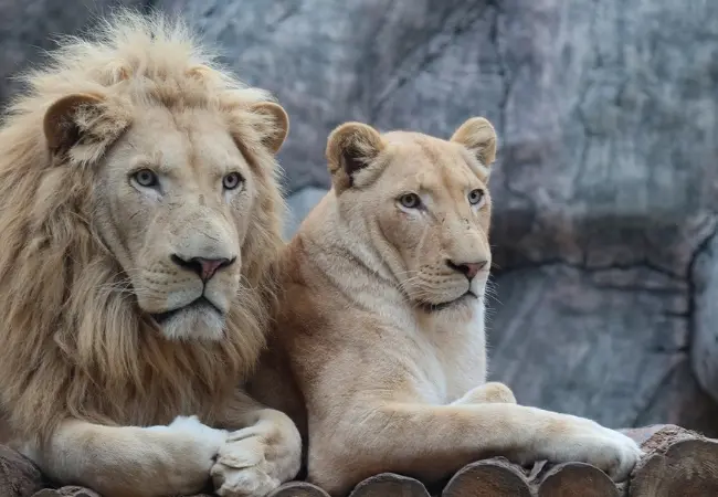 Lion Park Entrance