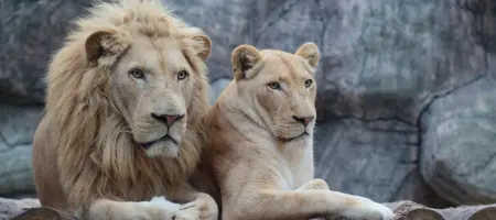Lion Park Entrance